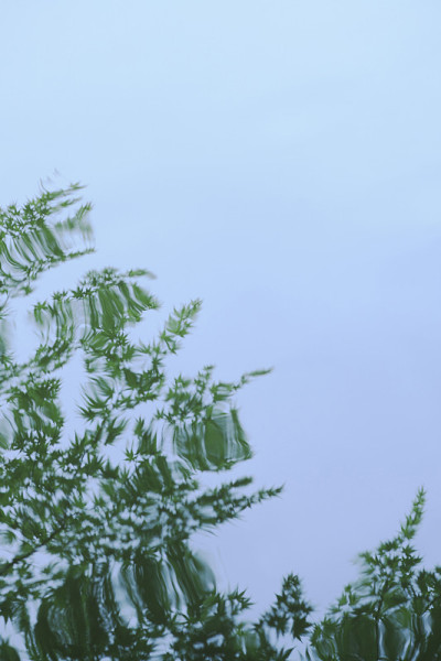 树木倒映在水面上
