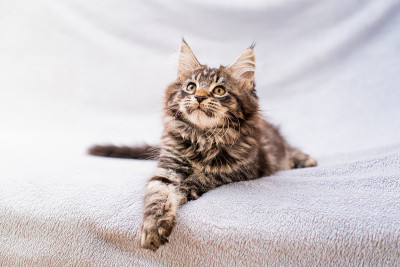 缅因猫躺在松软的毯子上