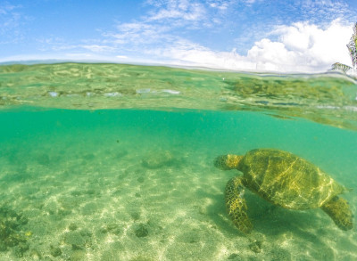 海洋生物