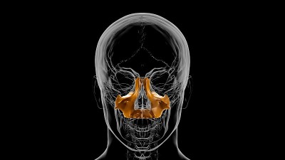 人体骨骼颅骨上颌骨解剖医学概念3D