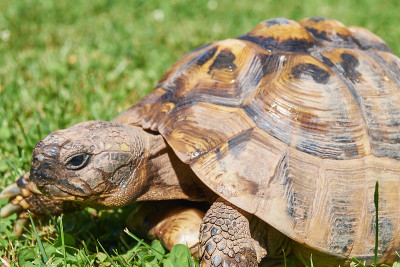 小草里的乌龟;海龟(Testudo hermanni)