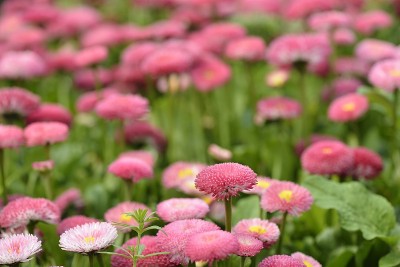 花,玛格丽特,黛西