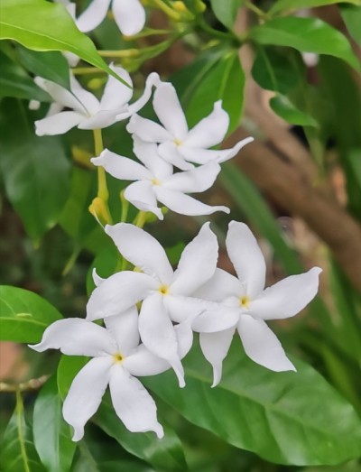 风车花，茉莉花，紫薇，东印度玫瑰