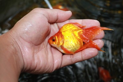 金鱼