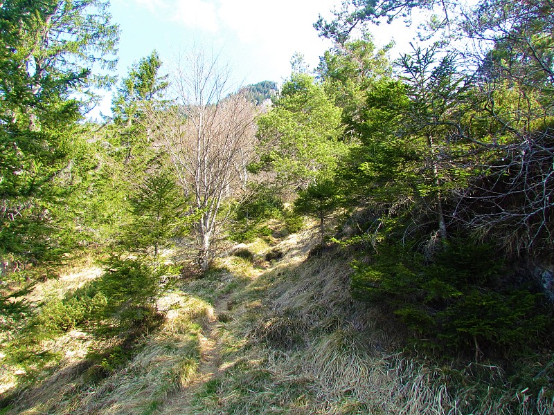 覆盖着陡峭山坡的山毛榉和松林