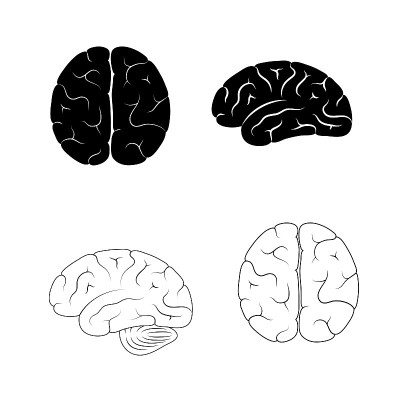 人脑解剖的矢量图解