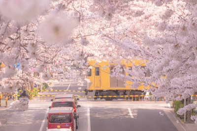 樱花路
