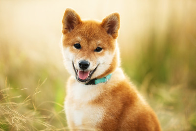 美丽的年轻红柴犬小狗坐在户外的草地在金色的日落