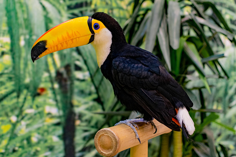 Toco Toucan