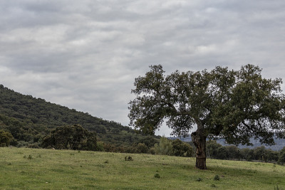 帕莫拉景色的extremadura dehesa