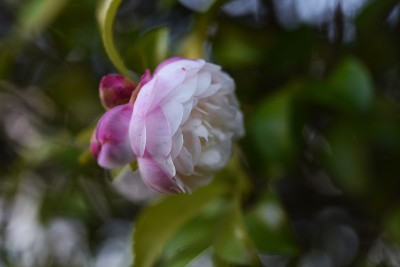 Sasanqua(茶花)花