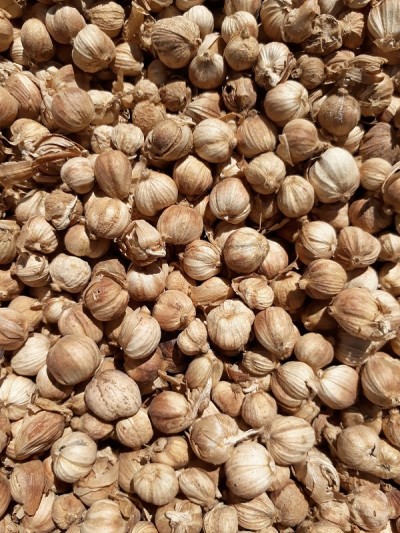 小豆蔻果