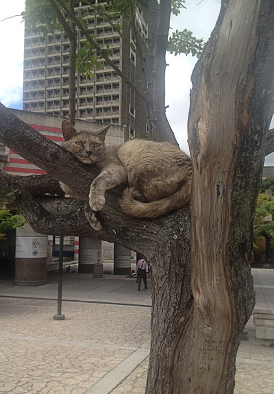 懒猫在树上睡觉