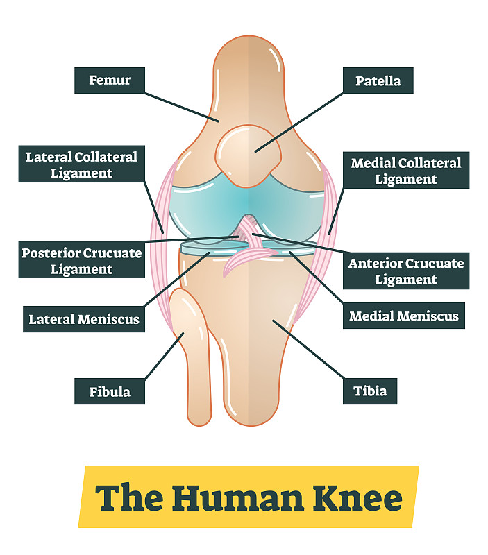 The human knee