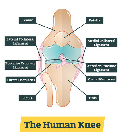 The human knee