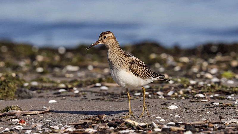 胸鳍矶鹞(Calidris melanotos)是一种小型的迁徙涉禽，在北美和亚洲繁殖，在南美洲和大