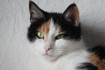 有趣的猫肖像