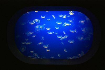 水母在水族馆