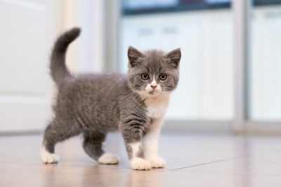 灰色英国短毛猫，室内