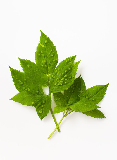 一种植物的叶子，白色背景上有气泡