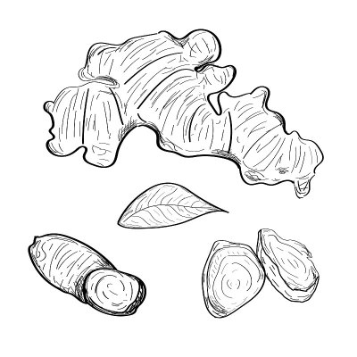 插图姜手绘出线条