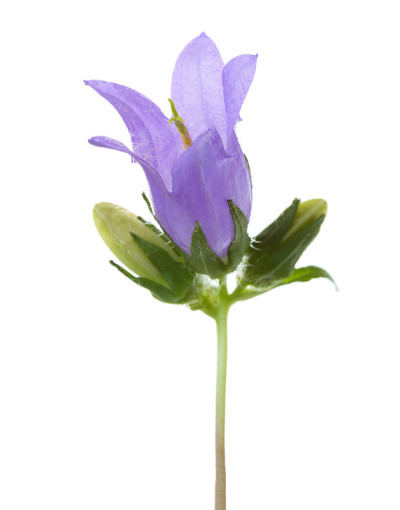 风铃花孤立在白色背景上。