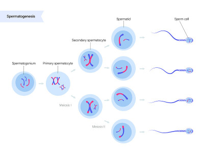 Spermatogenesis