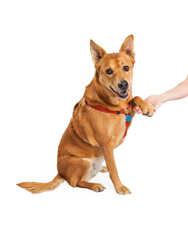 卡罗来纳犬握手