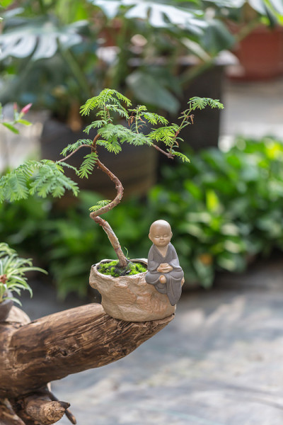 花园里的亚洲中国盆景