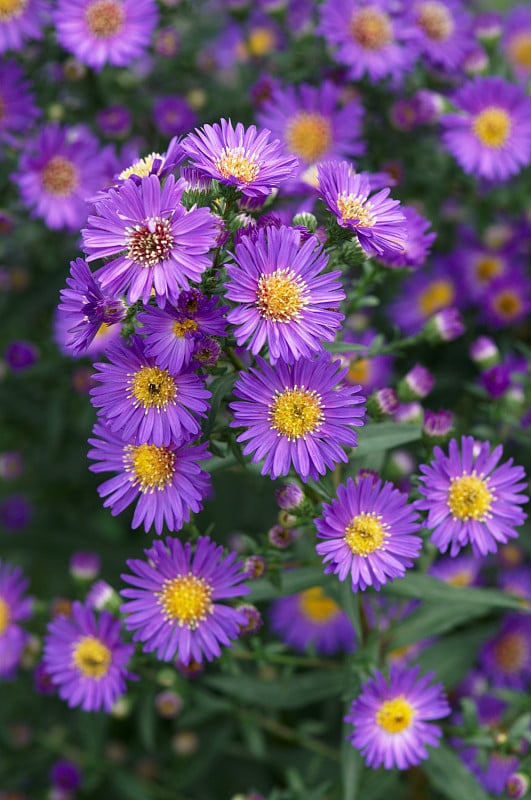 天鹅河雏菊