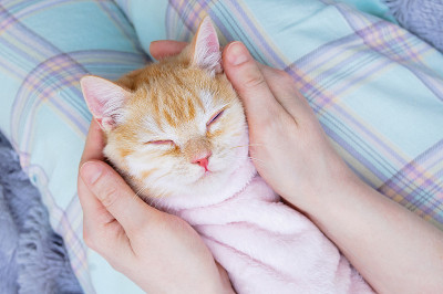 一只米色的苏格兰小猫躺在一个白人女人的膝盖上睡着了。