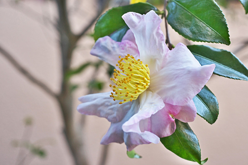 山茶花油茶