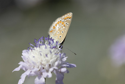 Aricia agestis