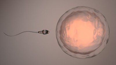 人类卵子通过精子细胞受精、精子、3d渲染