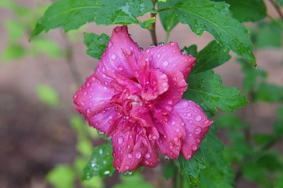 细雨过后的花