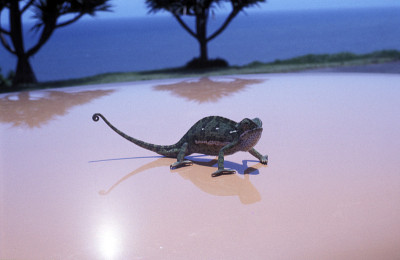 CAMALEON