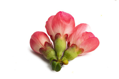 中国木瓜花孤立