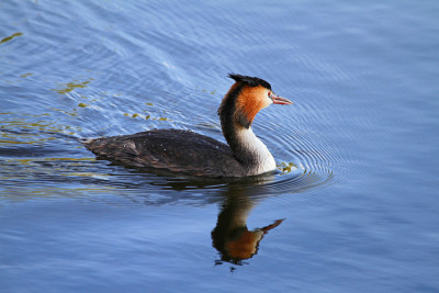 伟大的crested horned grebe svasso少校podiceps crista