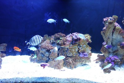海洋水生生物