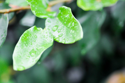 小榕树或攀缘无花果或桑科和露珠