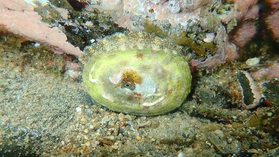 海蜗牛意大利锁孔帽贝或锁孔帽贝(Diodora italica)海底，爱琴海