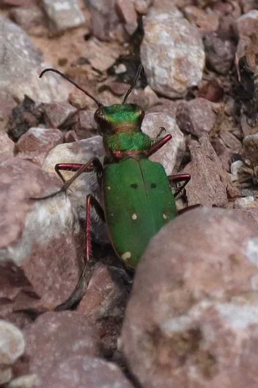 国家cicinedèle (Cicindela campestris)