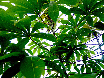 热带植物夏天叶绿