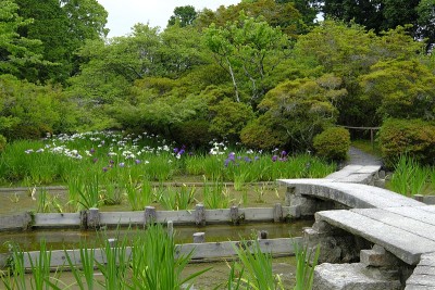 日本鸢尾，京都Ukyo-ku Ward，日本