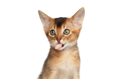 阿比西尼亚小猫的肖像在孤立的白色背景