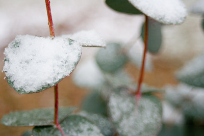 白雪皑皑的桉树