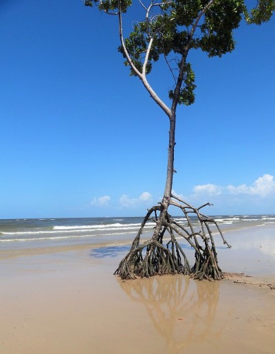 巴西的Roots - Ilha de Marajo - Belem