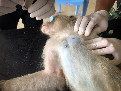 悲伤的猴子在笼子里等待体检。