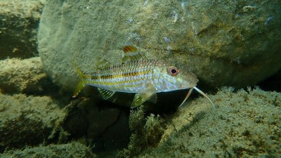 在爱琴海海底有条纹的红鲻鱼或鲻鱼(Mullus surmuletus