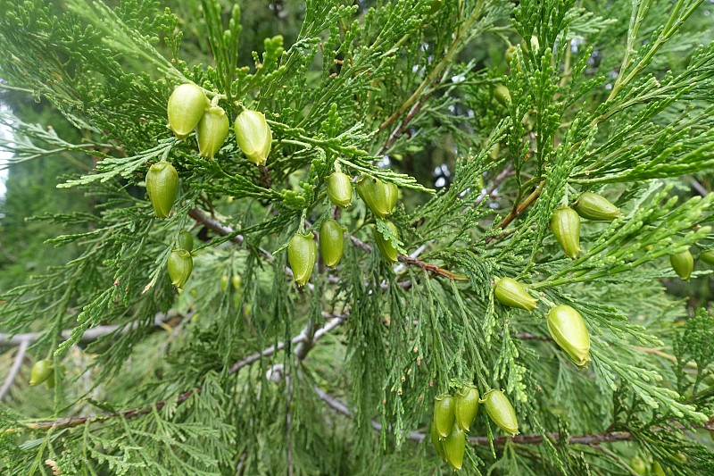 香柏木一个特写的夏季